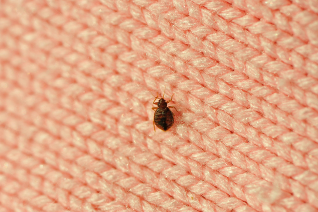 Bed-Bug-Treatment - Brentwood Best Pest Pros | Brentwood, CA | 925-684-8688