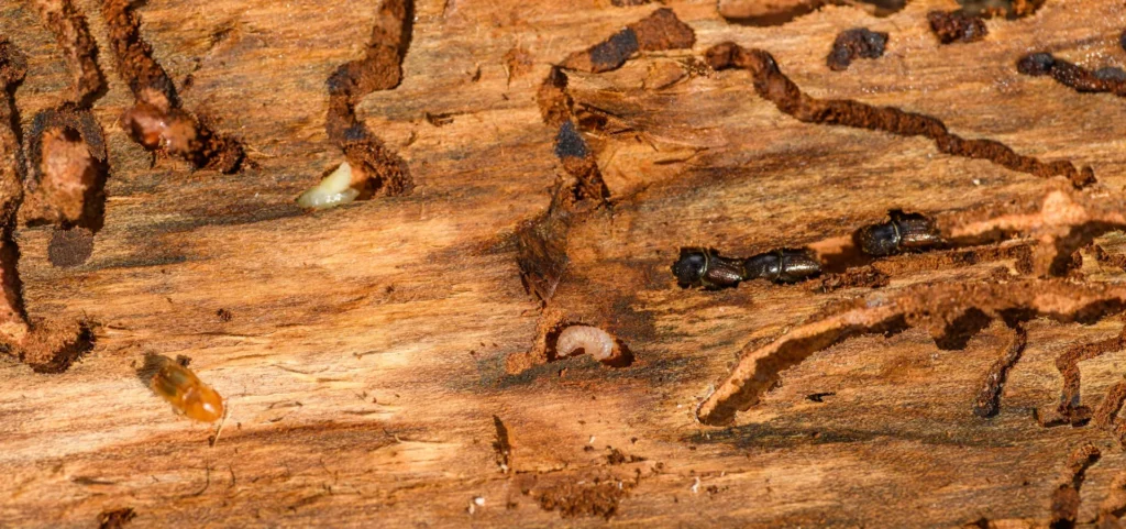 Is Your Home at Risk for Termite Damage - Brentwood Best Pest Pros | Brentwood, CA | 925-684-8688