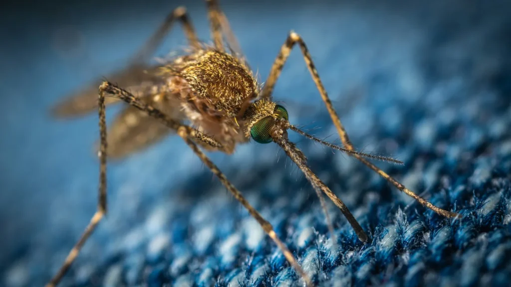 Mosquito Control - Brentwood Best Pest Pros | Brentwood, CA | 925-684-8688
