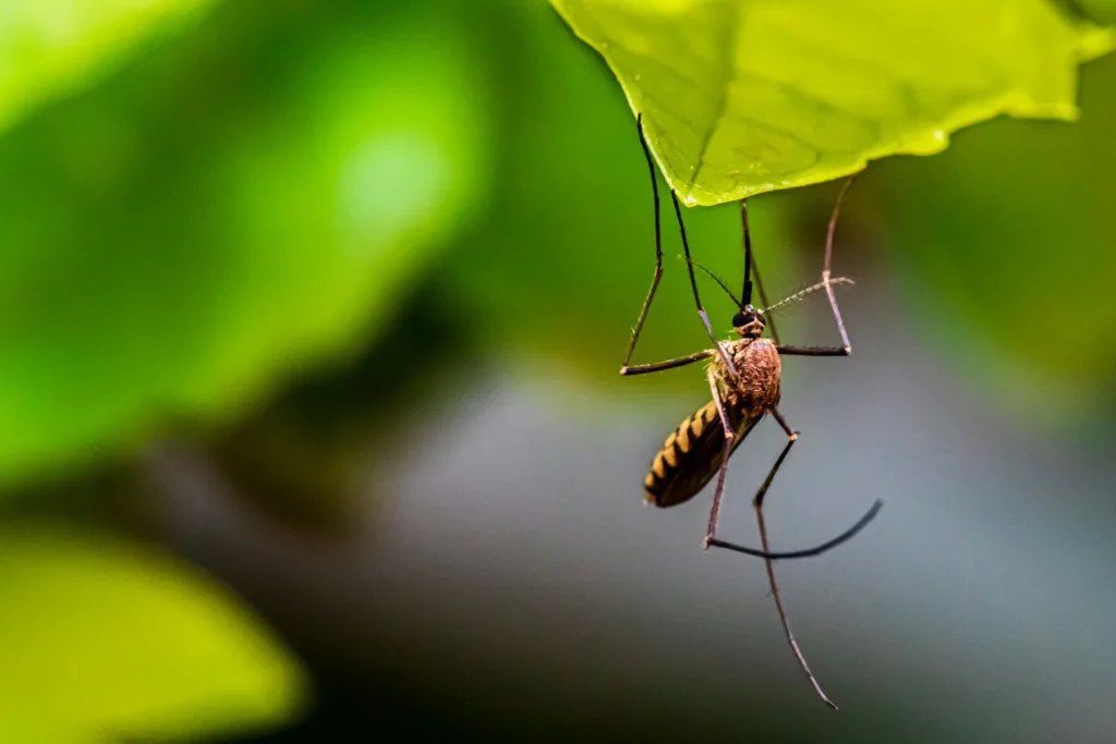 Mosquito-Control-for-Every-Outdoor-Space - Brentwood Best Pest Pros | Brentwood, CA | 925-684-8688