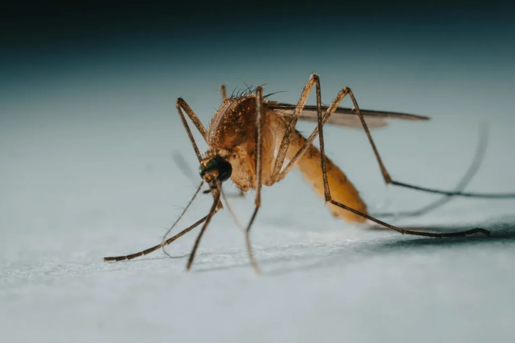 Protect Your Family from Mosquito-Borne-Diseases - Brentwood Best Pest Pros | Brentwood, CA | 925-684-8688