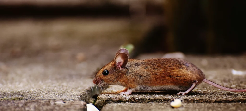 Residential-Commercial-Rodent-Solutions - Brentwood Best Pest Pros | Brentwood, CA | 925-684-8688