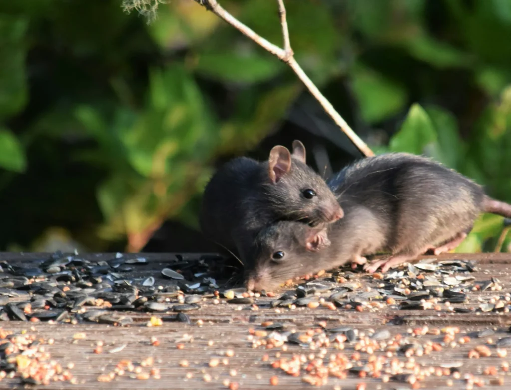 Rodent-Removal - Brentwood Best Pest Pros | Brentwood, CA | 925-684-8688