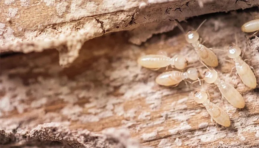 Signs You May Have a Termite Infestation - Brentwood Best Pest Pros | Brentwood, CA | 925-684-8688