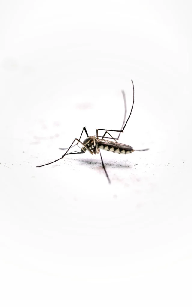 Tired of Mosquitoes Ruining Your Evenings - Brentwood Best Pest Pros | Brentwood, CA | 925-684-8688