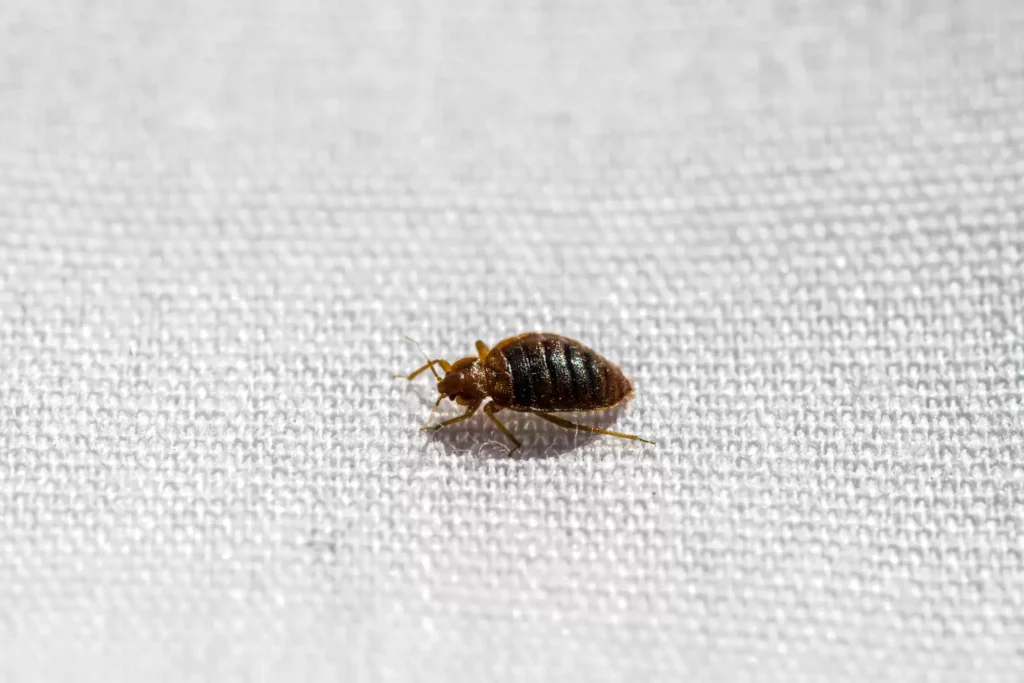 Why Bed Bug Heat Treatments Work Best - Brentwood Best Pest Pros | Brentwood, CA | 925-684-8688