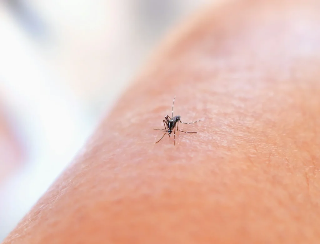 Why Choose Our Mosquito Control Services - Brentwood Best Pest Pros | Brentwood, CA | 925-684-8688