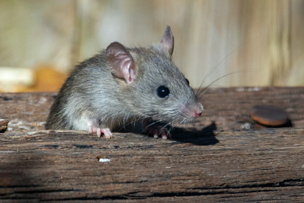 Why-Choose-Our-Rodent-Exterminators - Brentwood Best Pest Pros | Brentwood, CA | 925-684-8688